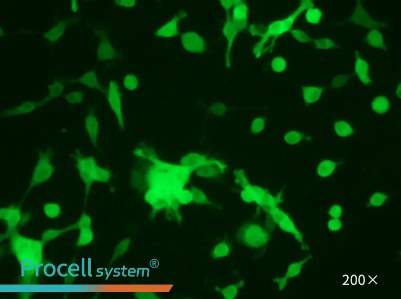 CT26.WT-GFP Cell Complete Medium - 6