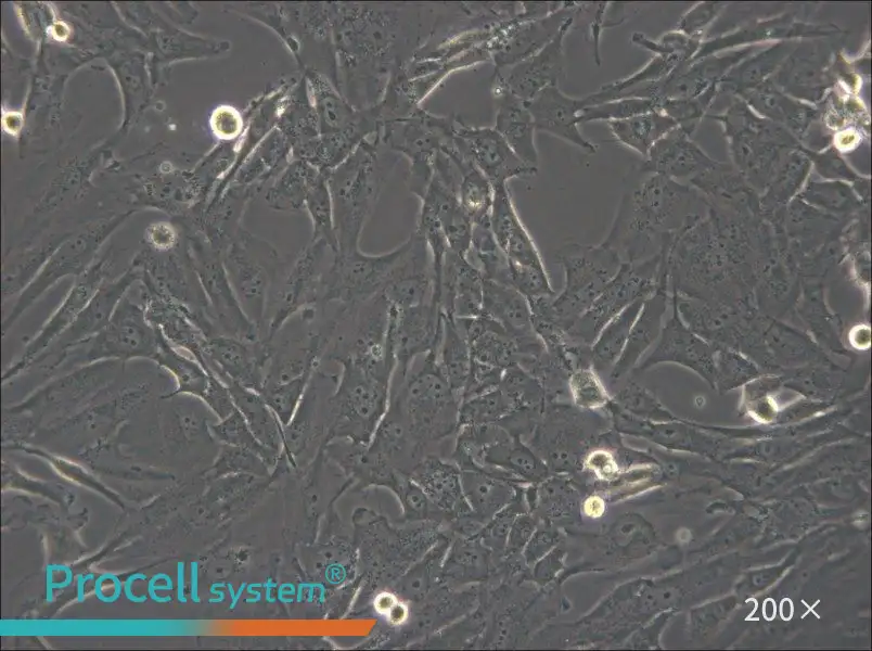 SW1783 (DMEM) Cell Complete Medium - 6