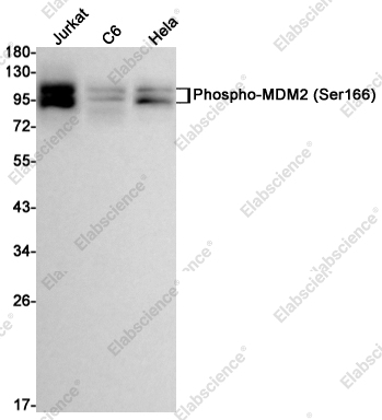 Recombinant Phospho-MDM2 (Ser166) Monoclonal Antibody - 1