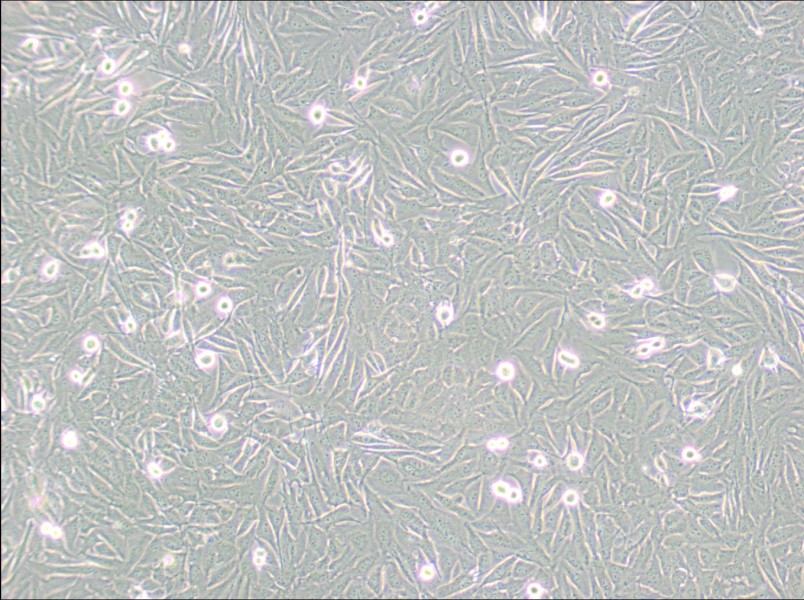 A2058 Cell Complete Medium-searchlist-1