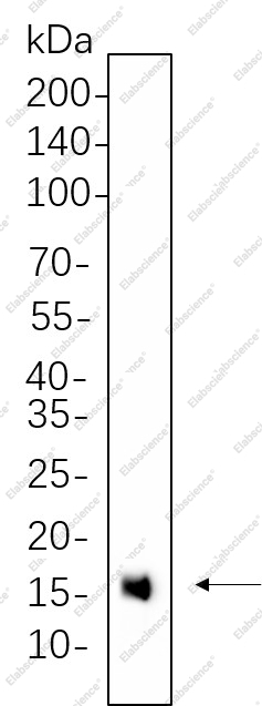 Recombinant Histone H3 (Mono Methyl Lys4) Monoclonal Antibody - 1