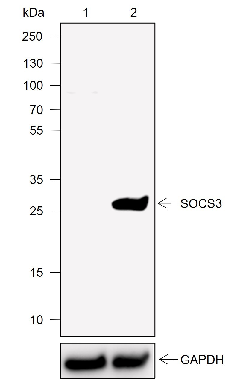 Recombinant SOCS3 Monoclonal Antibody-searchlist-1