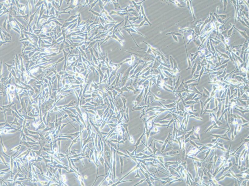 VMM39 Cell Complete Medium - 2