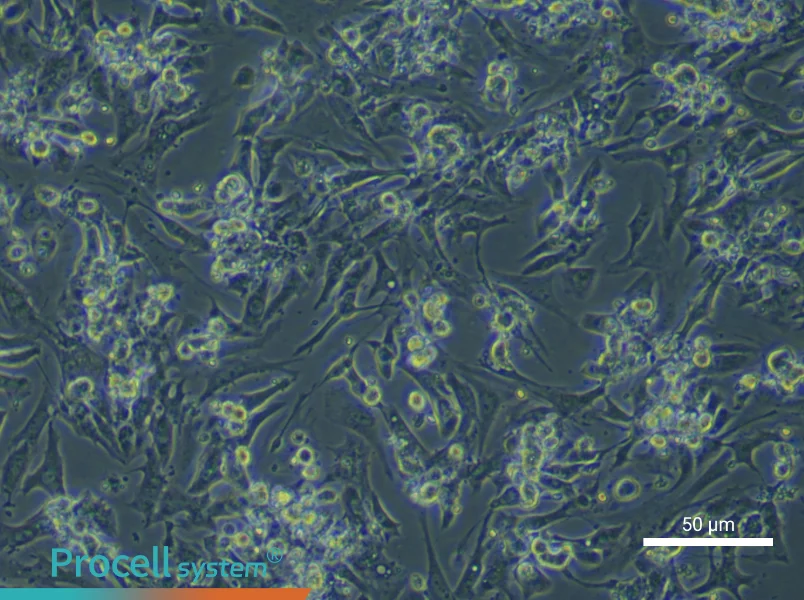 Mouse Cardiomyocyte Complete Medium - small - 6
