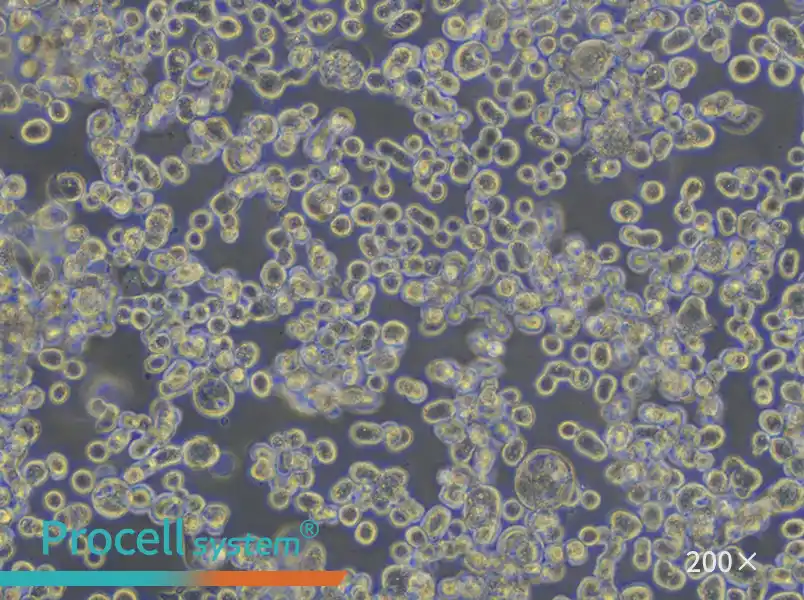 KATO III [KATO 3] Cell Complete Medium - small - 5