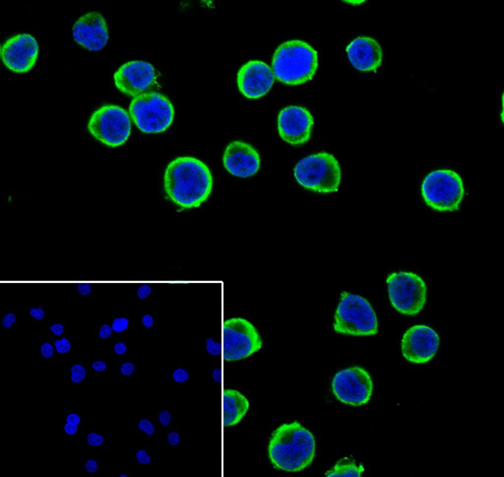 Recombinant DcR1 Monoclonal Antibody - small - 2
