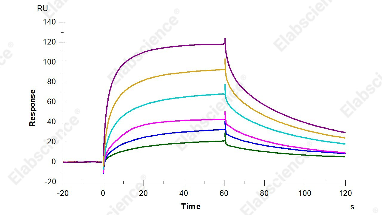 Recombinant Mouse CD16-2/FCGR4 Protein (His Tag) - 4
