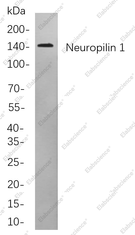 Recombinant Neuropilin 1 Monoclonal Antibody - 1
