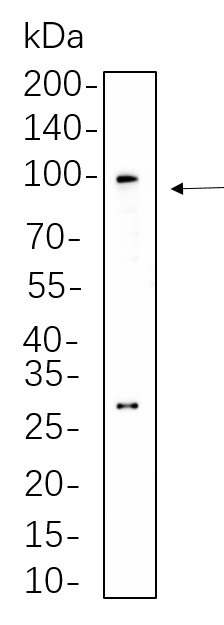 Recombinant Nrf2 Monoclonal Antibody-searchlist-1