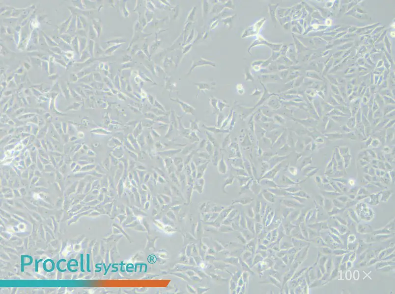 SK-6 Cell Complete Medium - 1
