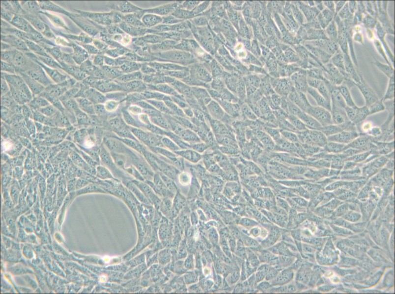 HT22 Cell Complete Medium - 4