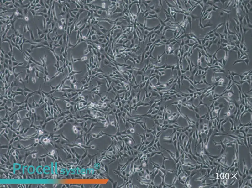 B104 Cell Complete Medium - 2