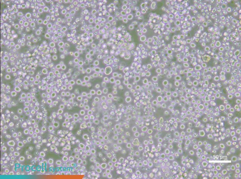 AE-2 Cell Complete Medium - small - 6
