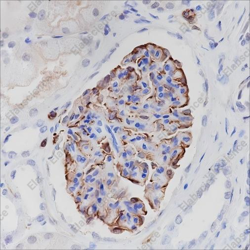 Recombinant Nestin Monoclonal Antibody - 2
