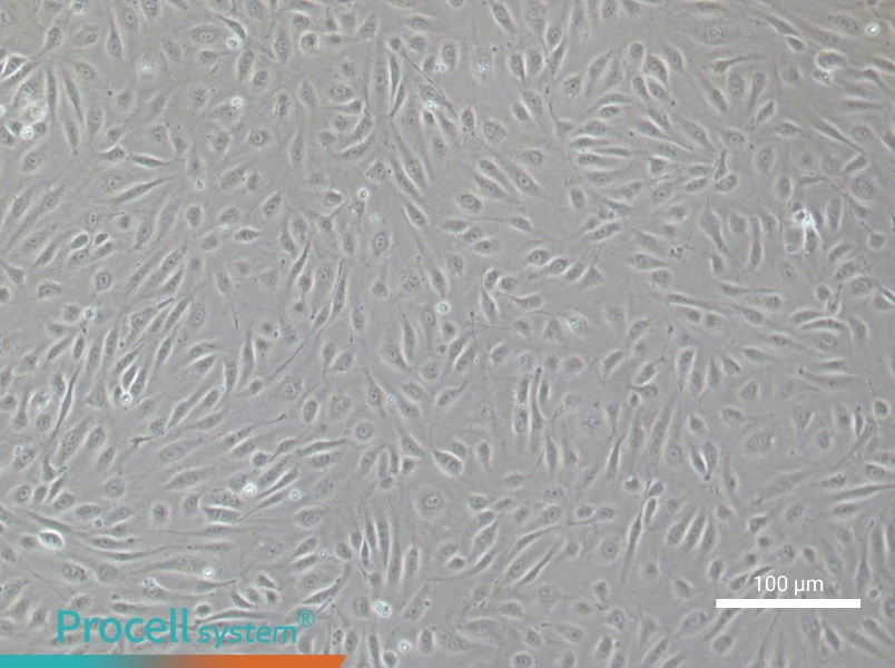 Human Cardiac Microvascular Endothelial Cell Complete Medium - 2