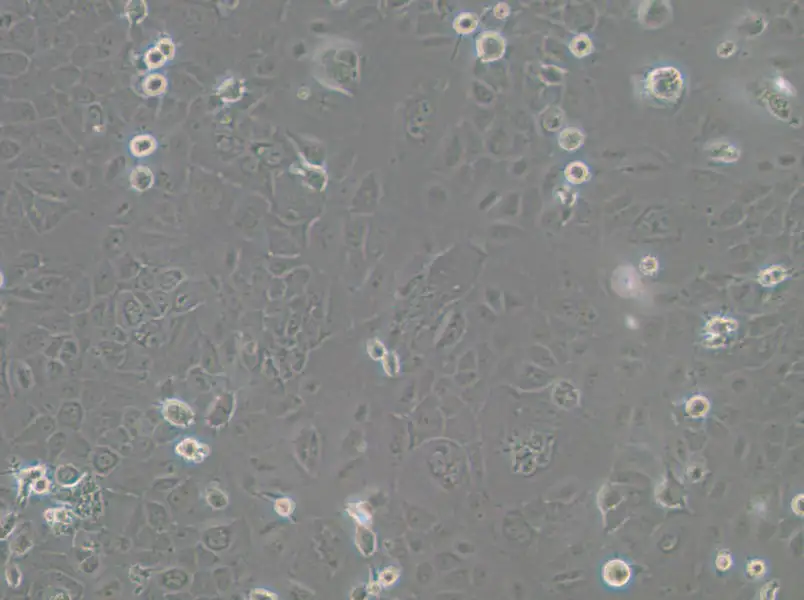 SCC-4 Cell Complete MediumSCC-4 Cell Complete Medium - 2