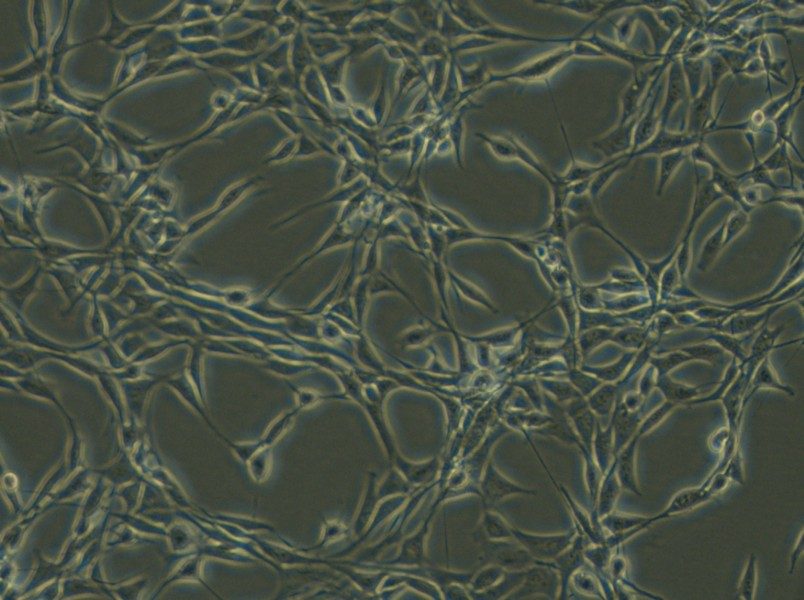 Psi2 DAP Cell Complete Medium - 6