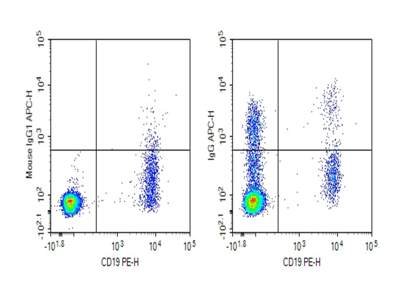 Human peripheral blood lymphocytes were stained with 0.2 ug Purified Anti-Human IgG Antibody[G18-145] (Right) and 0.2 ug Mouse IgG1, &kappa; Isotype Control (Left), followed by APC-conjugated Goat Anti-Mouse IgG Secondary Antibody, then anti-Human CD19 PE-conjugated Monoclonal Antibody.