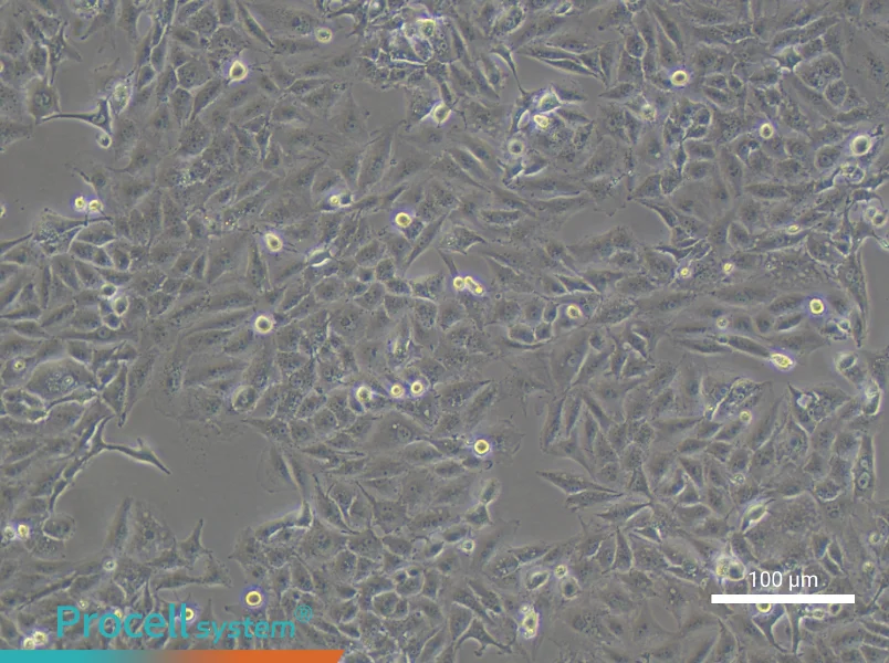 NCI-H1651NCI-H1651 - 3