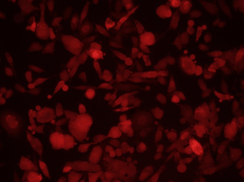 PC-3-RFP Cell Complete Medium-searchlist-1