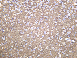Recombinant Syntaxin 1A Monoclonal Antibody - 3