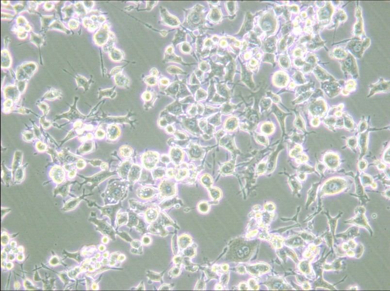 RAG Cell Complete Medium - 6