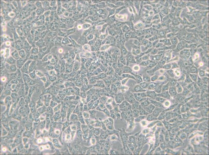 SN12C Cell Complete Medium - 4