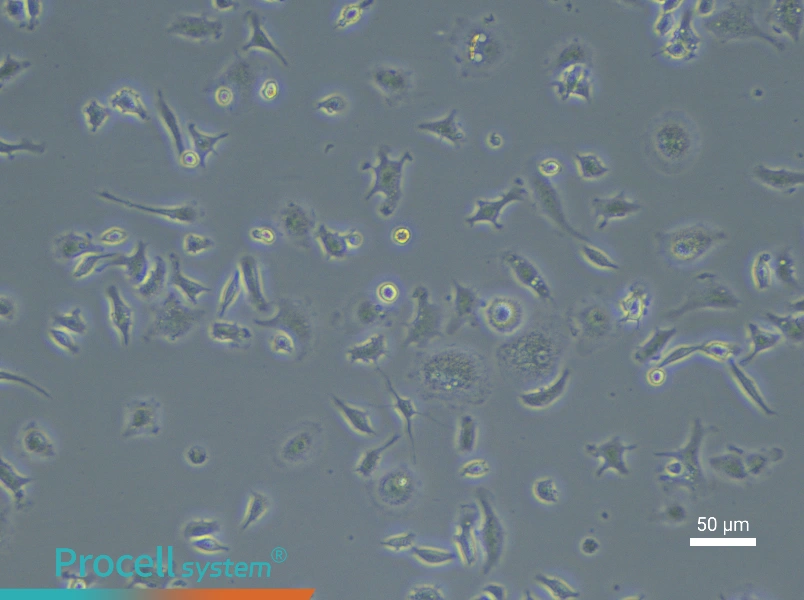 Mouse Microglial Cell Complete Medium - 4