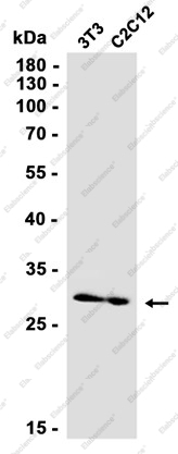 Recombinant SURF4 Monoclonal Antibody - 2