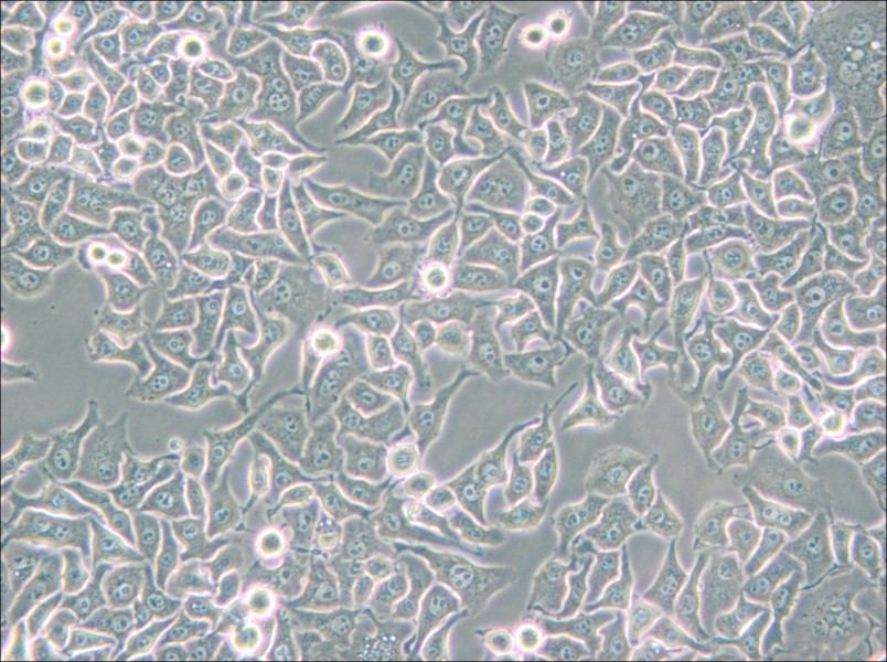 Hela S3 Cell Complete Medium - 4