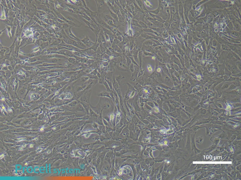 Mouse Intestinal Smooth Muscle Cell Complete Medium - 2