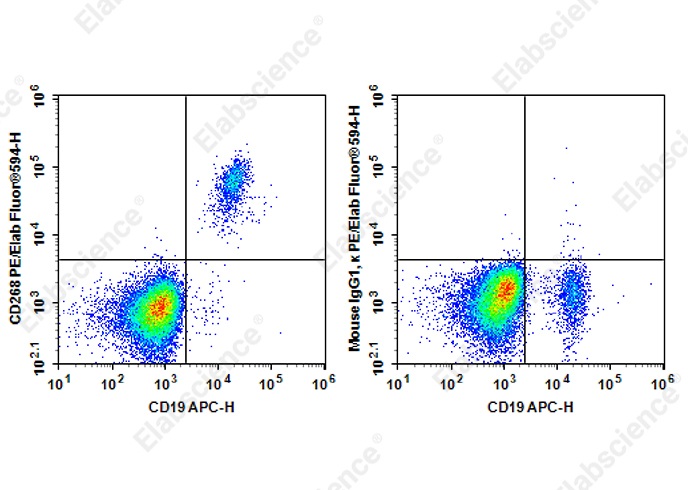 PE/Elab Fluor<sup>®</sup>594 Anti-Human CD268 Antibody[7H12] - 1