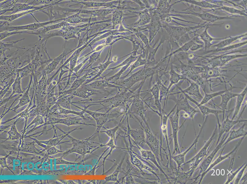 OP9 Cell Complete Medium - 4