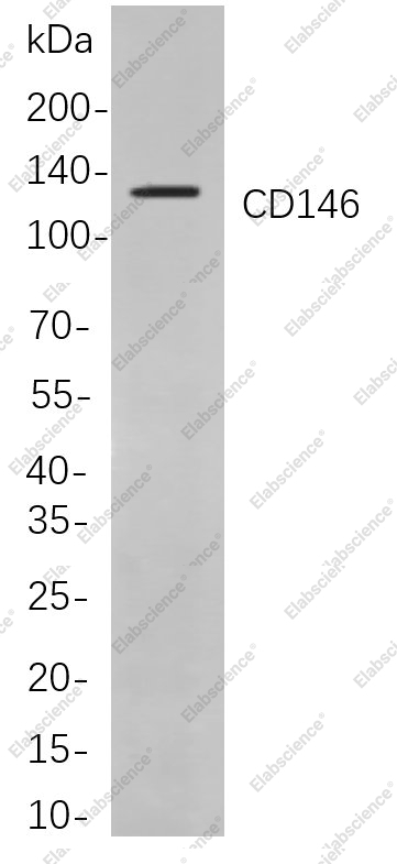 Recombinant CD146 Monoclonal Antibody - 1