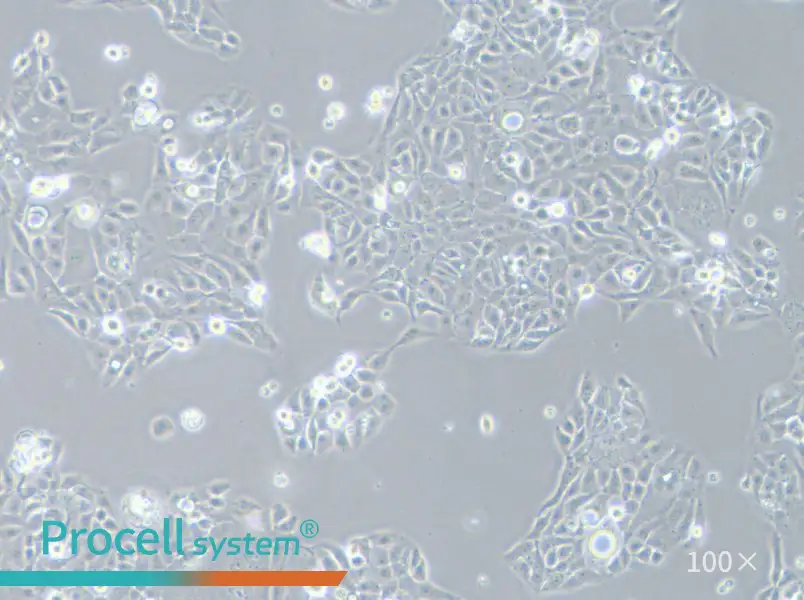 AMC-HN-8 Cell Complete MediumAMC-HN-8 Cell Complete Medium - 2