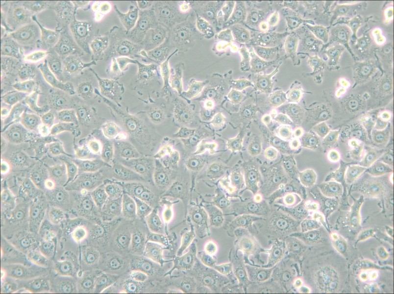 LLC-MK2 Cell Complete Medium - 6