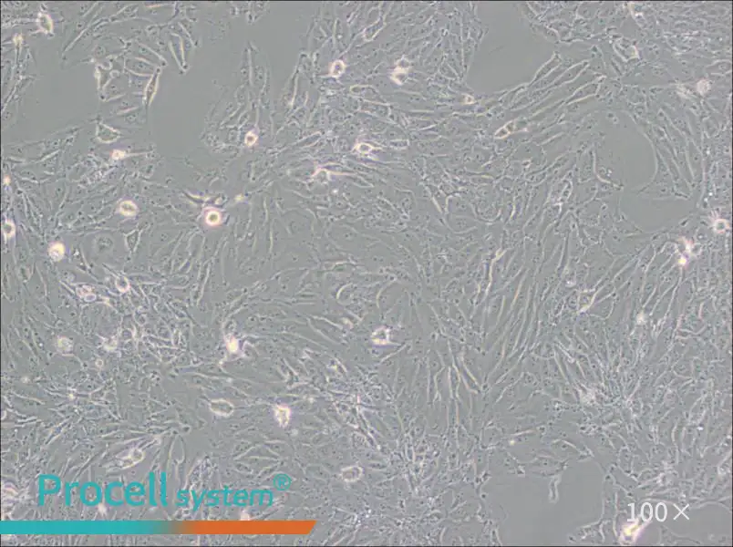 PED Cell Complete MediumPED Cell Complete Medium - 2