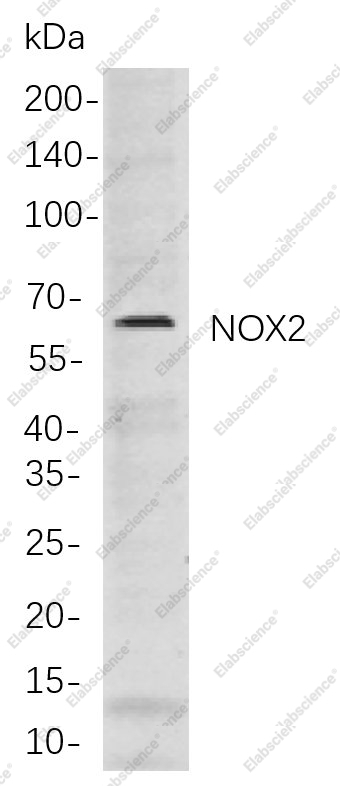 Recombinant NOX2 Monoclonal Antibody - 1