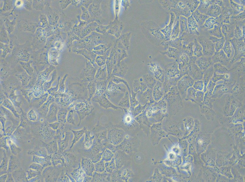 Hep 3B2.1-7 Cell Complete Medium - 4