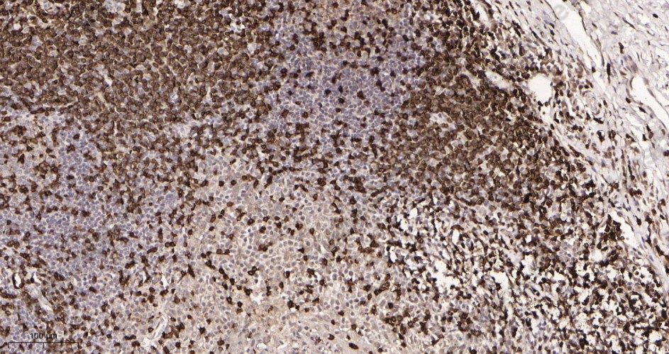 Recombinant CD3 Monoclonal Antibody - 2
