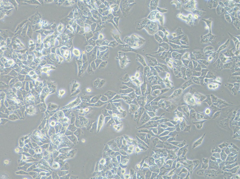 HCCLM3 Cell Complete MediumHCCLM3 Cell Complete Medium - 3