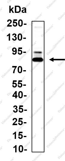 Recombinant MARCKS Monoclonal Antibody - 2