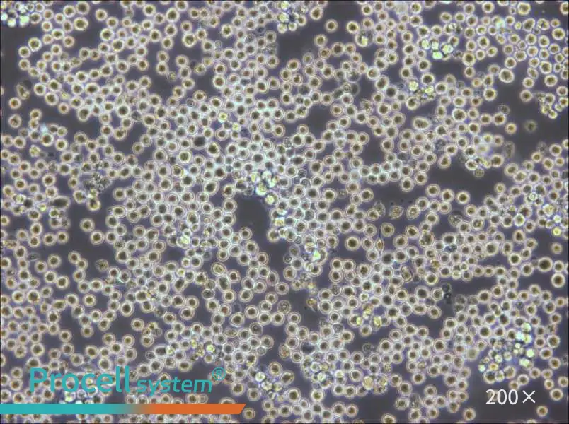 PK136 Cell Complete Medium - 6