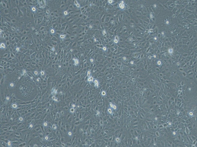 HuCC-T1 Cell Complete Medium-searchlist-1