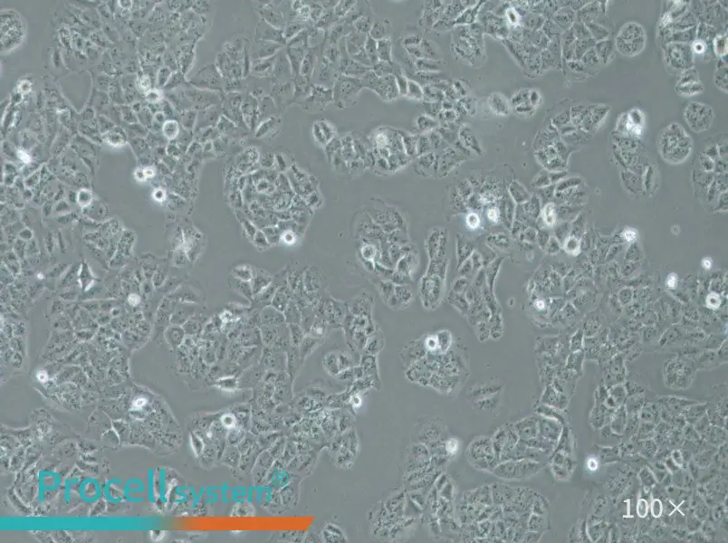 OVCAR-8 Cell Complete Medium - 2