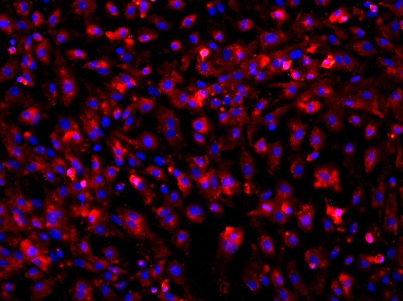 Rat Colonic Mucosal Epithelial Cell Complete MediumRat Colonic Mucosal Epithelial Cell Complete Medium - 2