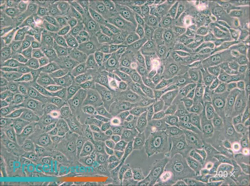 EMT6 [EMT-6] Cell Complete Medium - 5