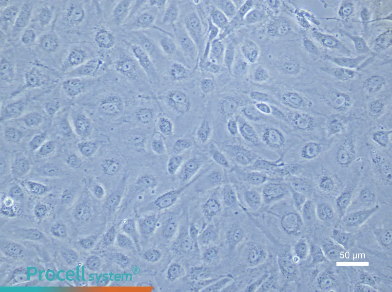 Human Intestinal Microvascular Endothelial Cell Complete Medium - 6