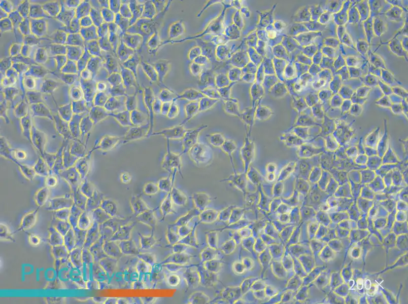 RSC96 Cell Complete Medium - 4