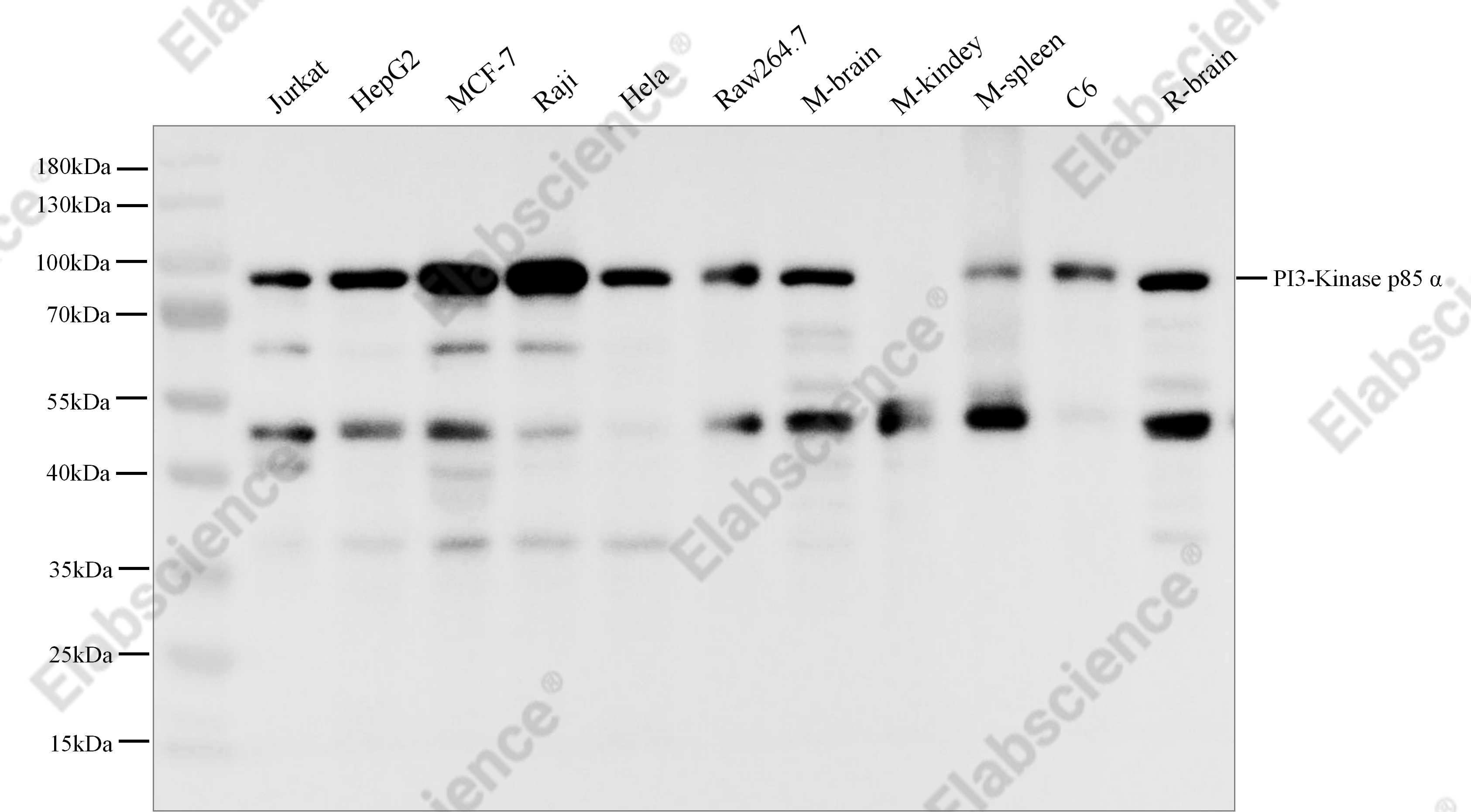 Recombinant PI3-Kinase p85 α Monoclonal Antibody - 1